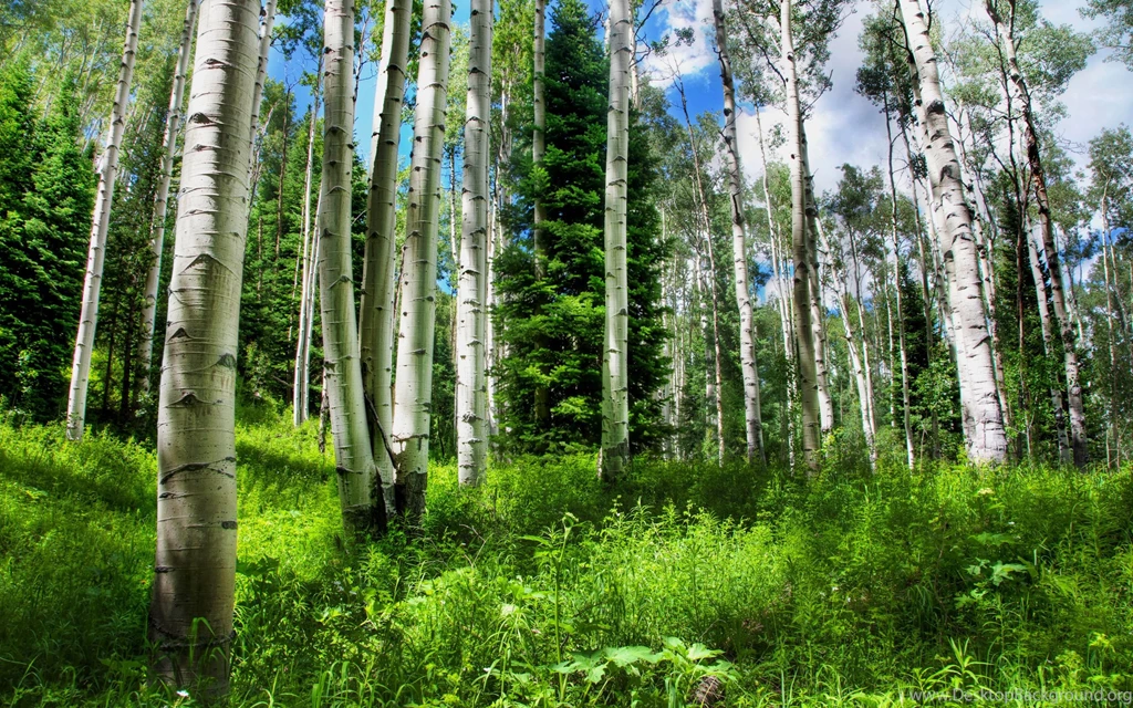 1920x1200px Birch