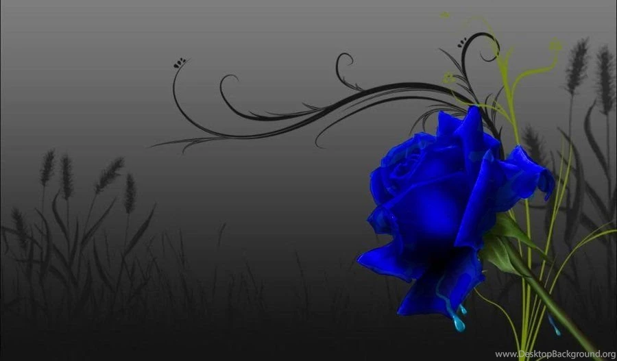 Blue Rose Wallpapers By Kisshugirl101 On DeviantArt