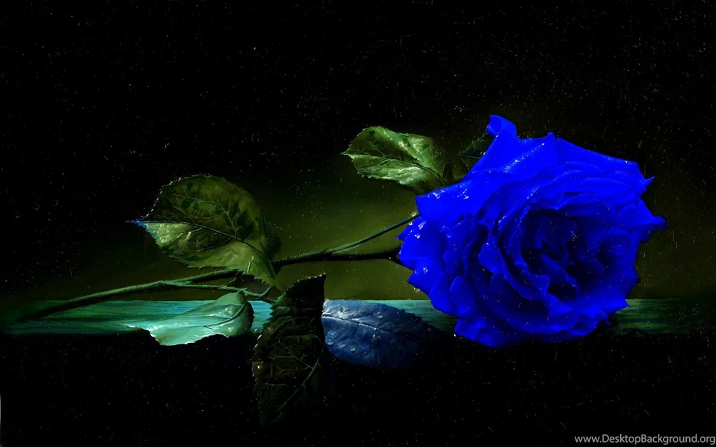 5065) Blue Rose HD Wallpapers   WalOps.com
