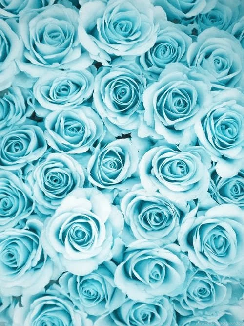 Blue Roses Wallpapers Backgrounds Home Screen Desktop Background