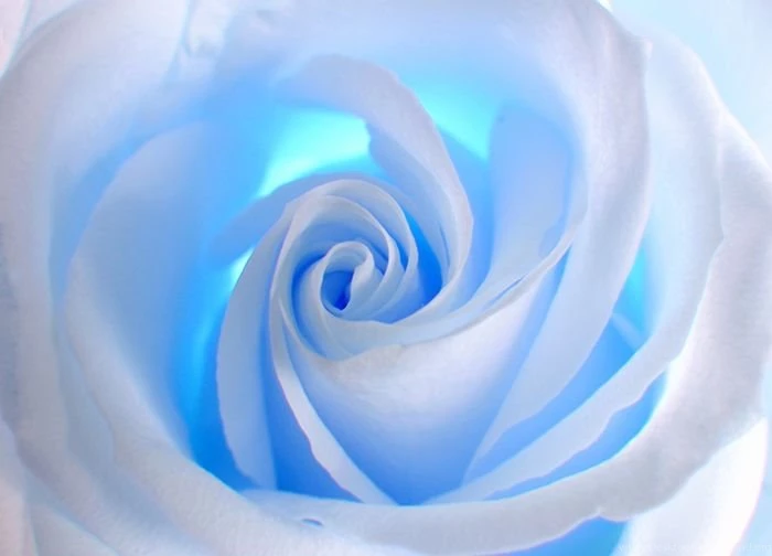 Blue And White Wall Mural Wallpapers