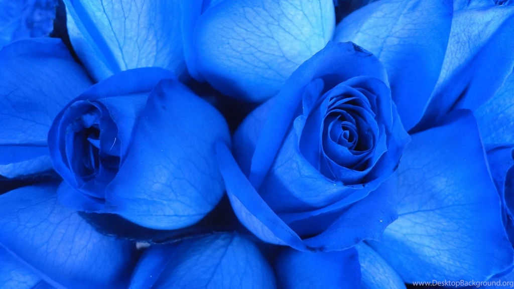 Blue Rose Desktop Wallpapers
