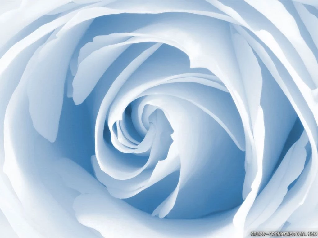 Light Blue Roses Wallpapers   Crazy Frankenstein