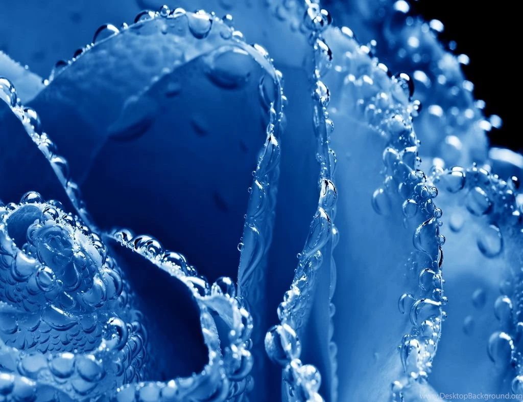 Blue Rose Wallpapers HD Pictures (23)