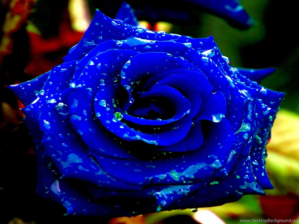5107) Blue Rose High Definition Wallpapers WalOps.com