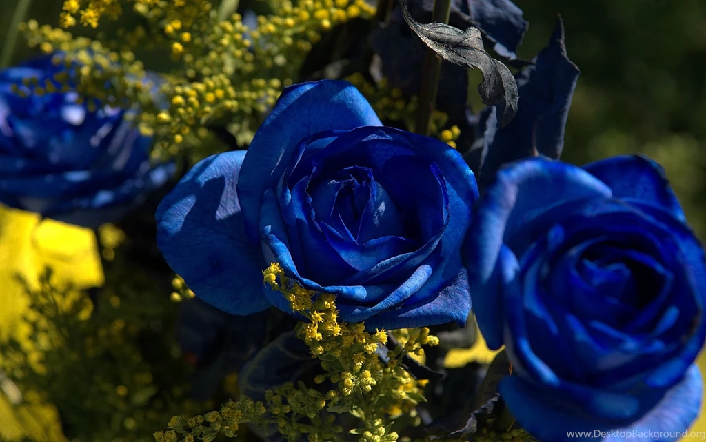 Roses Bouquet Photos And Wallpapers