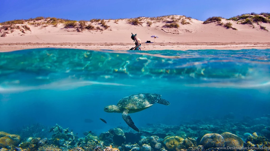 Turtle Beach Macbook Wallpapers