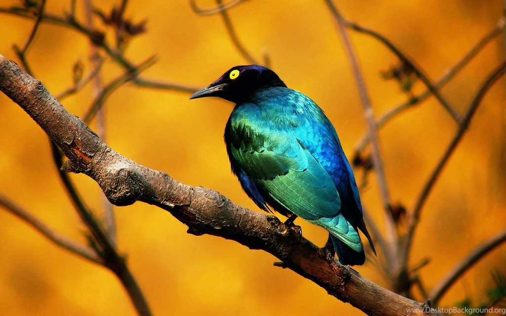 Blue Bird Wallpapers And Images   Wallpapers, Pictures, Photos
