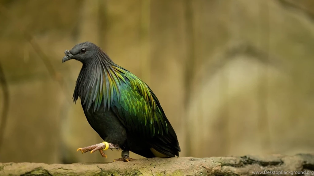 Wallpapers Animals Birds Bird Images Animal HD Wallpapers 1920×1080 ...