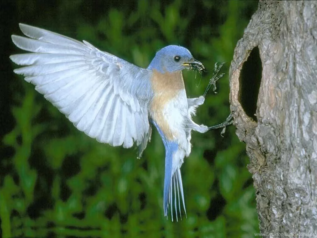 Wallpapers Animals Birds 1024x768