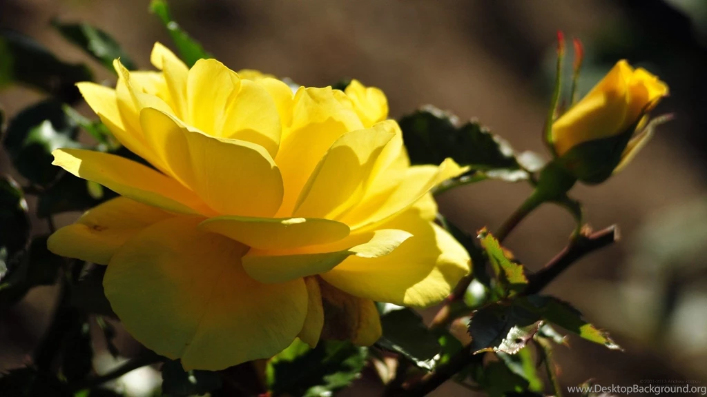 Beautiful Yellow Rose Blossom Wallpapers And Images Wallpapers ...