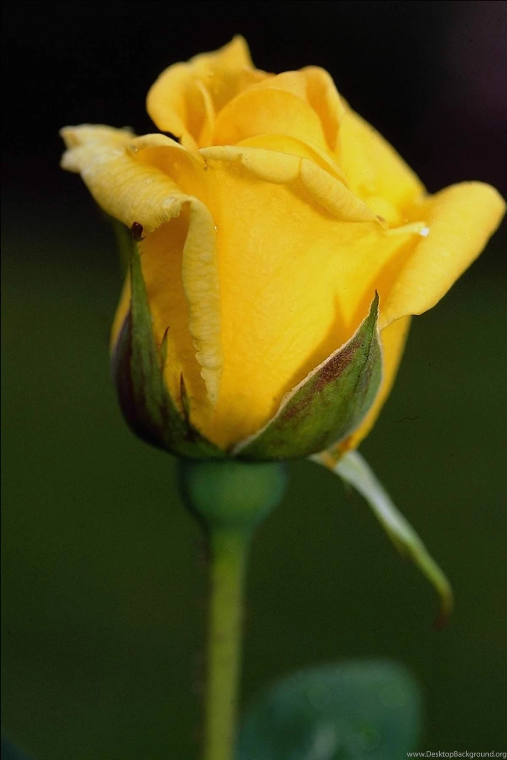 Yellow Rose Flower Wallpapers   Wallpapers Cave