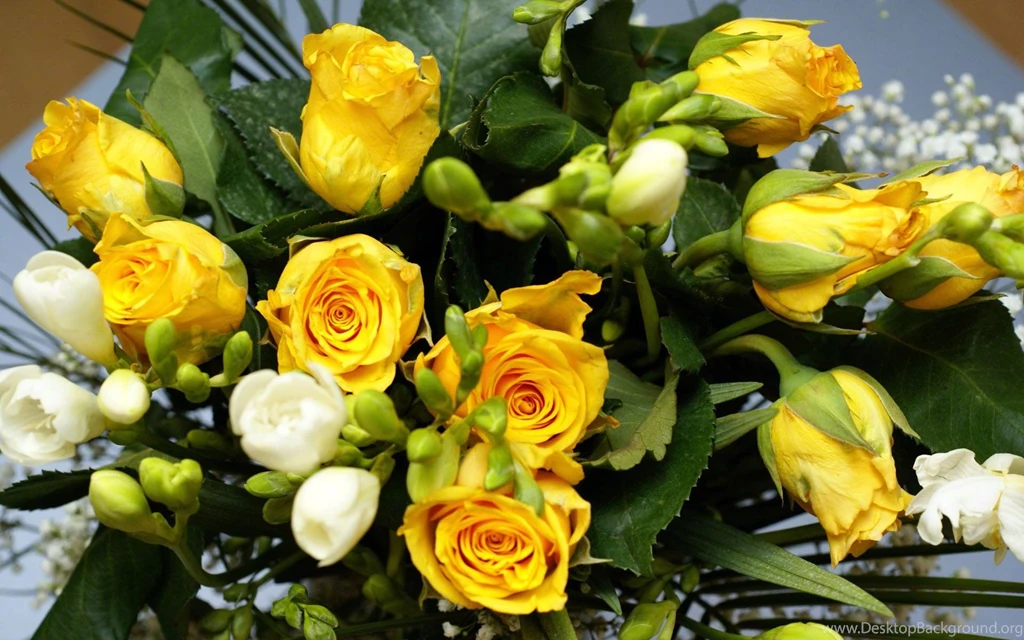 Yellow Rose HD Wallpapers