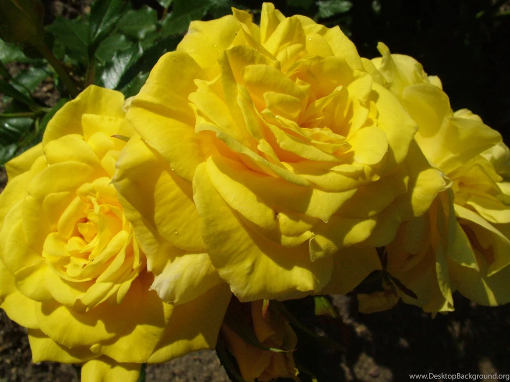 Rose Flowers Wallpaper: Yellow Roses Wallpapers