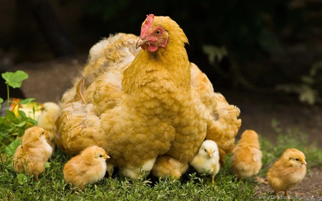 Birds Chickens Chicks Chickens Baby Birds Animals Bird Wallpapers ...