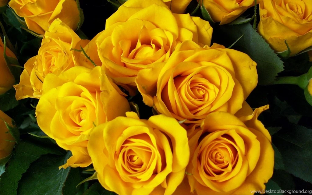 Download Wallpapers 2560x1600 Roses, Flower, Yellow, Bright ...