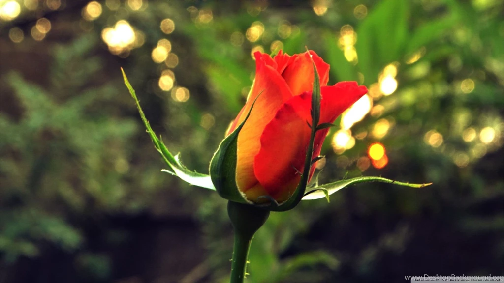Yellow Rose 5 Wallpapers 1920×1080