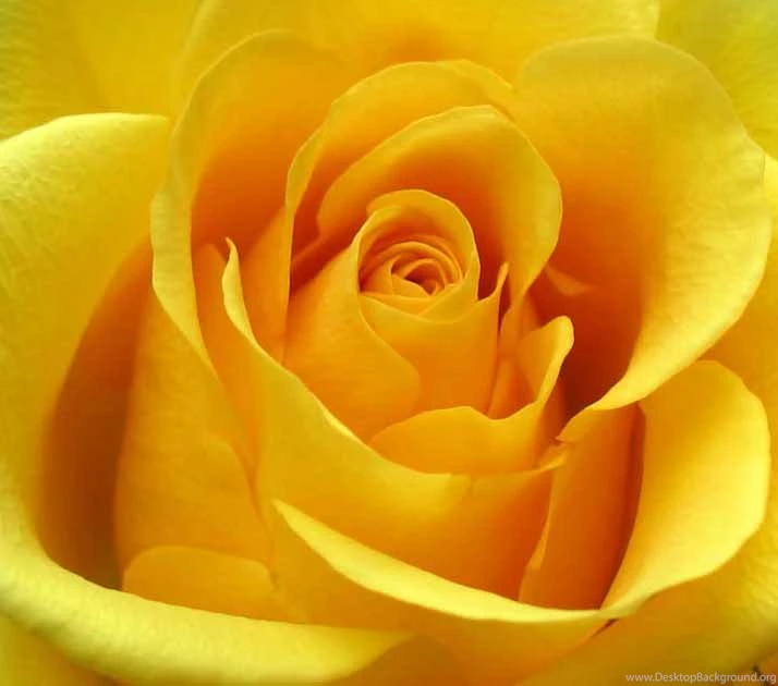 Free Desktop Backgrounds Wallpapers: Most Beautiful Yellow Colour ...