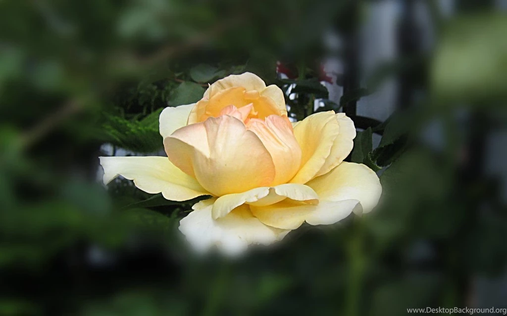 Yellow_rose_wallpaper_1280x800_2626.jpg