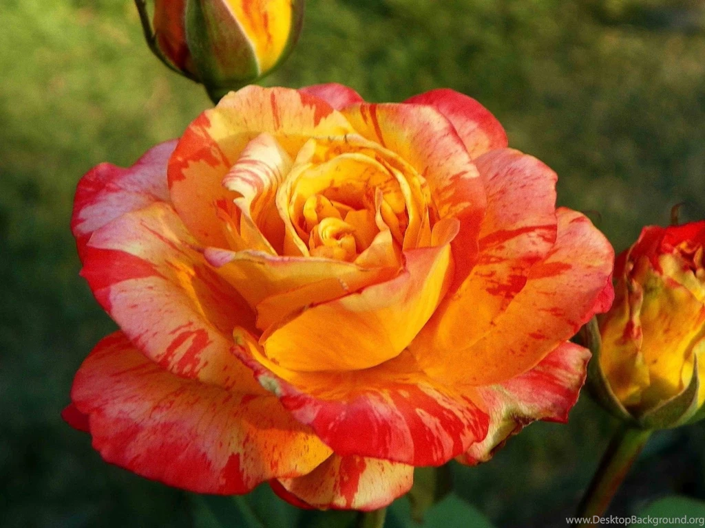 Yellow Roses Wallpapers HD (21)