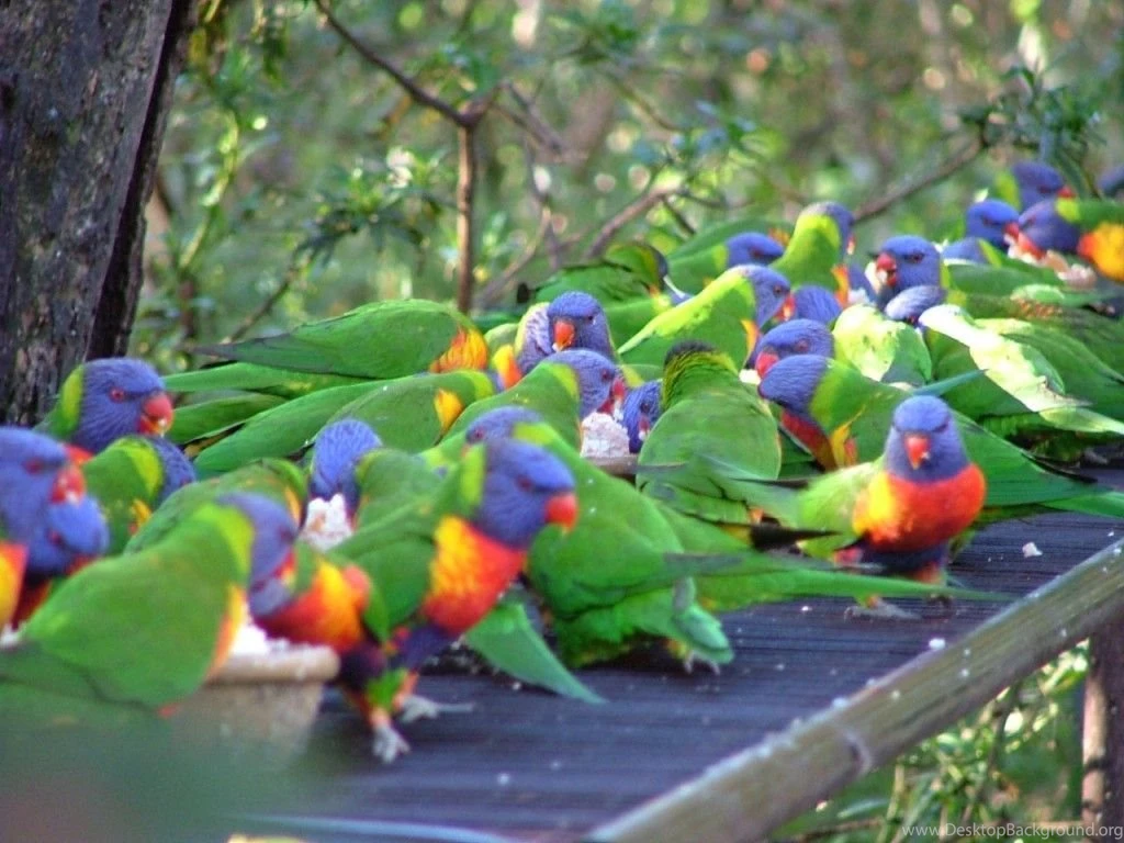Birds Feeding Time Lorikeets Australia Animals Birds Feathers ...