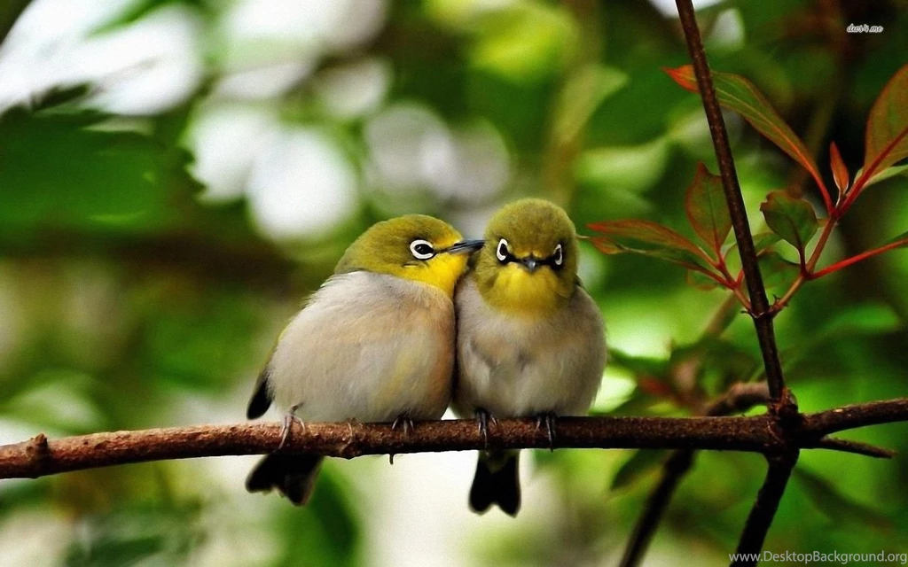 Cute Birds On A Branch Wallpapers Animal Wallpapers