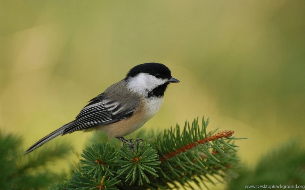 Download Chickadee Perch Wallpapers Birds Animals Wallpapers ...