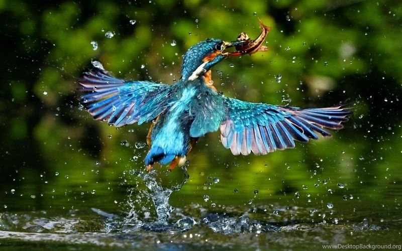 Water nature birds animals food kingfisher 1920x1200 wallpaper_www.wallpaperhi.com_66.jpg