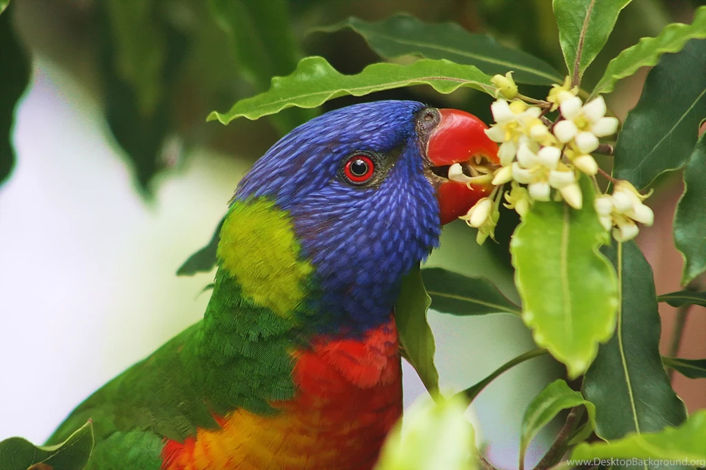 Animal Animals Birds Bird Ptitsa Popugay Tsvetyi Listya Gdefon Ru ...