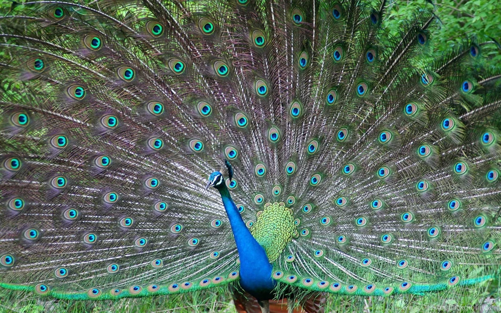 Beautiful Peacock Wallpapers And Images   Wallpapers, Pictures, Photos