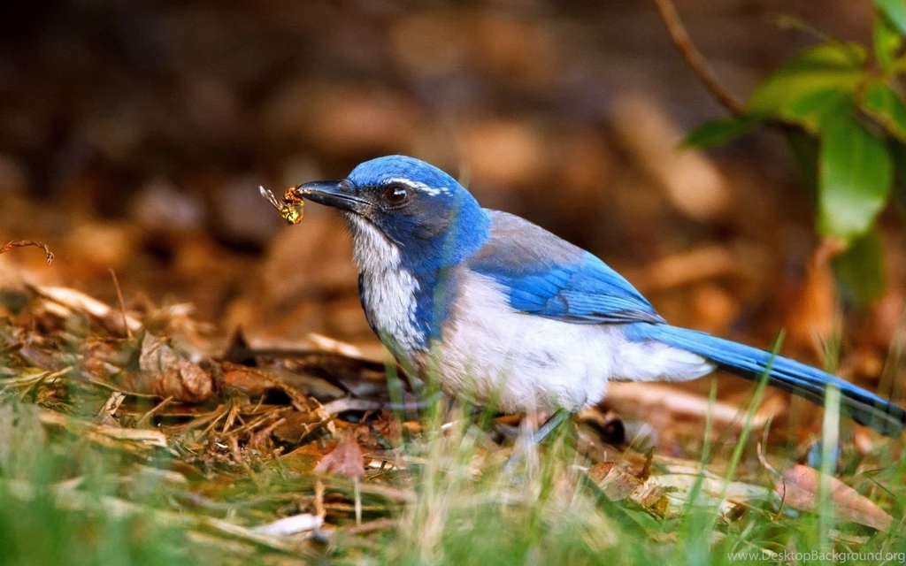 Animals, Birds Wallpapers HD