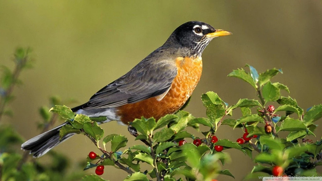 Animals & Birds Wallpapers In High Resolution   HD Wallpapers ...