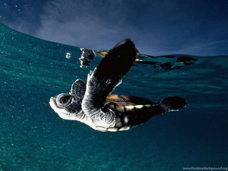 Nature Conservation 1 Free Wallpapers   Hivewallpaper.com