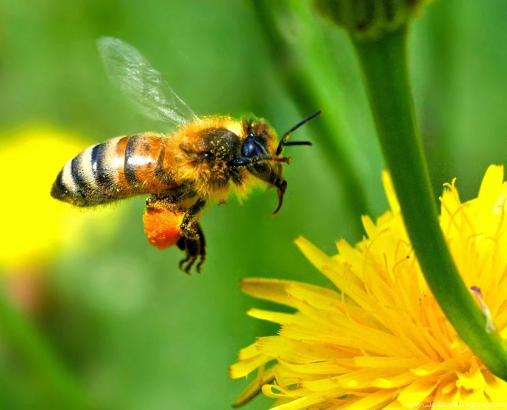 Pollinating Our Future – ECOLIFE Conservation Blog