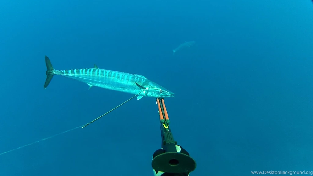 Maui Spear Fishing Guides And Information