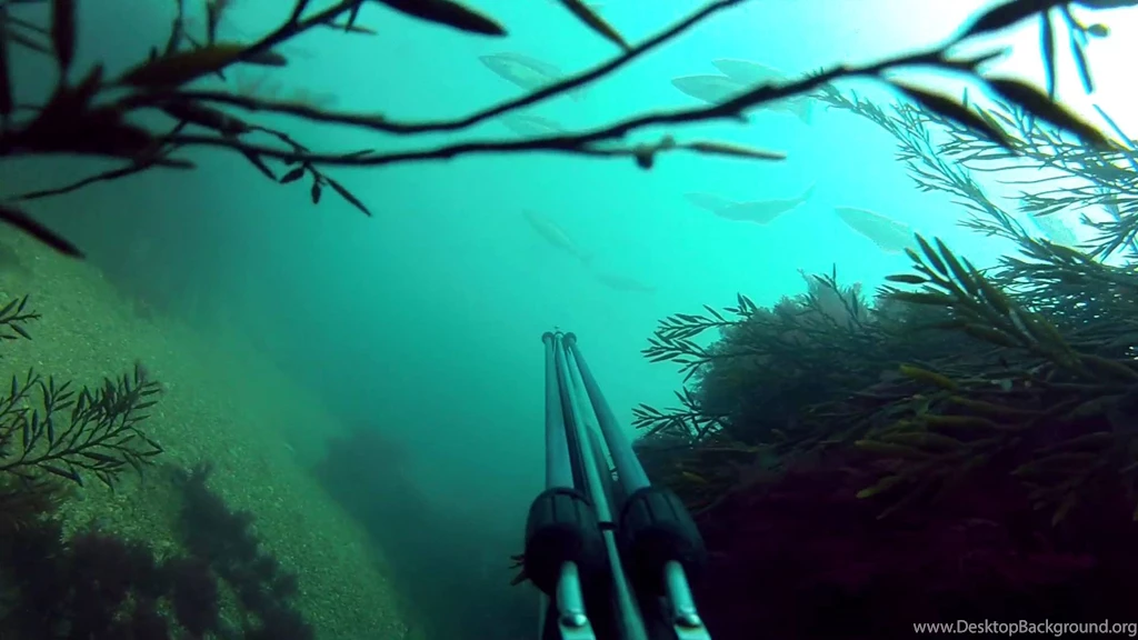 Spearfishing Dorset UK (GoPro)   YouTube