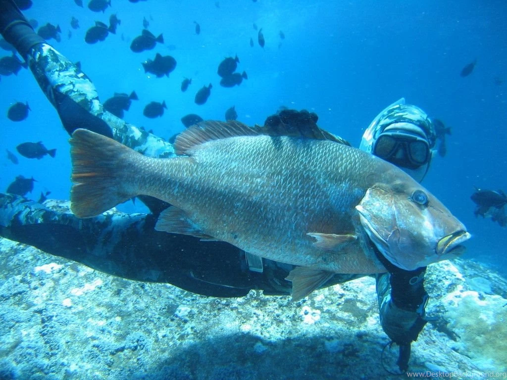 Ascension Island Fishing Charters SPEARFISHING