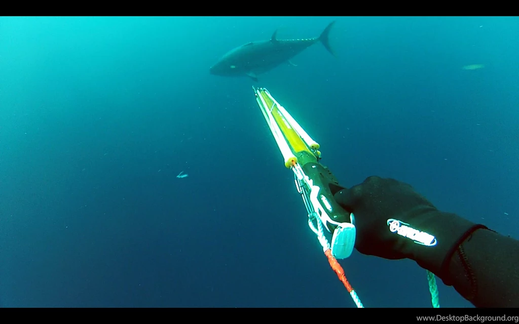Spearfishing And Gamefishing Giant Bluefin Tuna   YouTube
