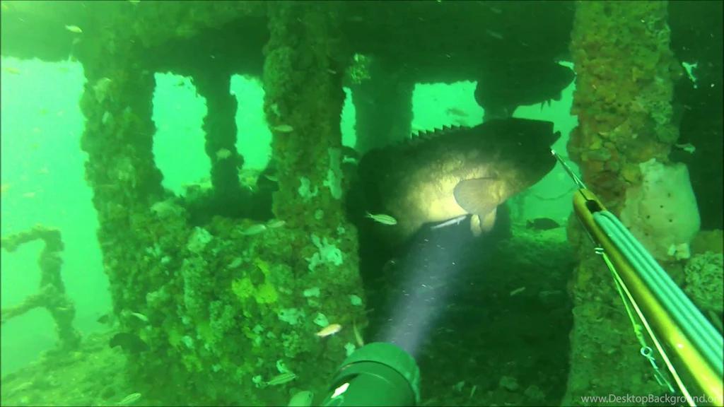 Spearfishing Out Of Panacea Fl. We Saw Bull Sharks, Cobia, Gag ...