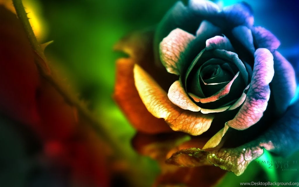 Rainbow Rose Wallpapers By EliseEnchanted On DeviantArt