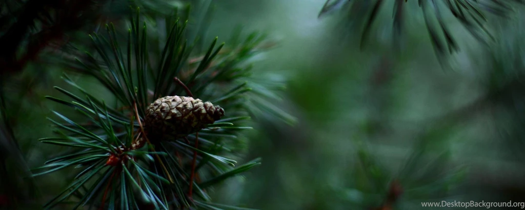 Download Wallpapers 2560x1024 Spruce, Pine Cones, Needles Dual ...