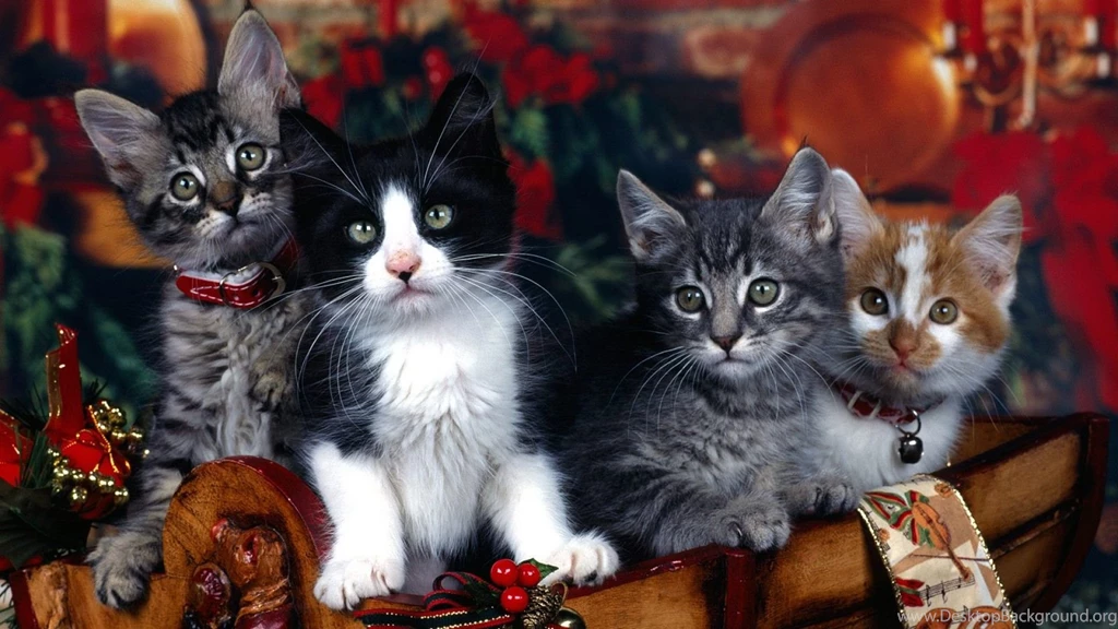 Wallpapers Of Cats As Your Backgrounds All In HD