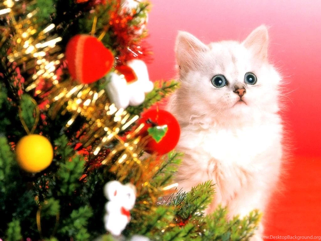 Photos Of Cats At Christmas