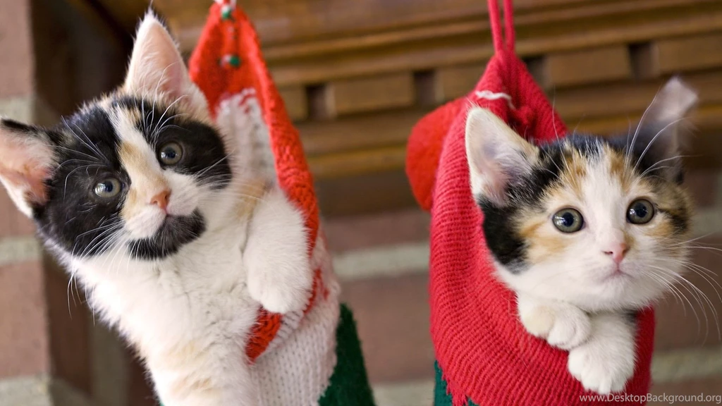 Christmas Themed Cat Pictures Ldsrdbmv   Christmas Pictures & Images