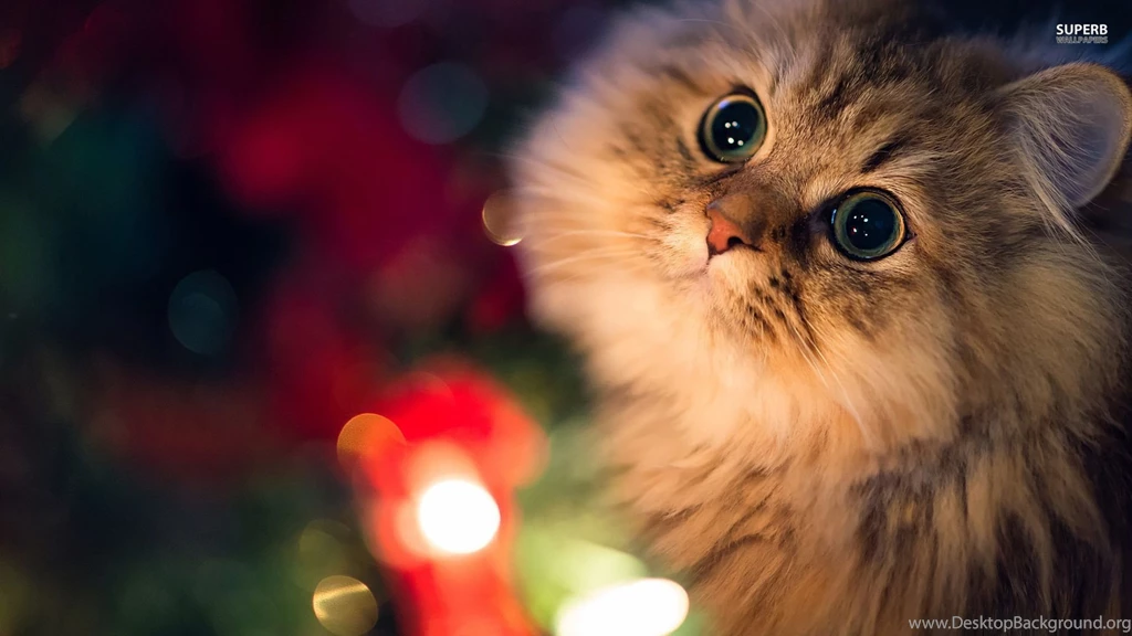 Cat Wallpapers Animal Wallpapers