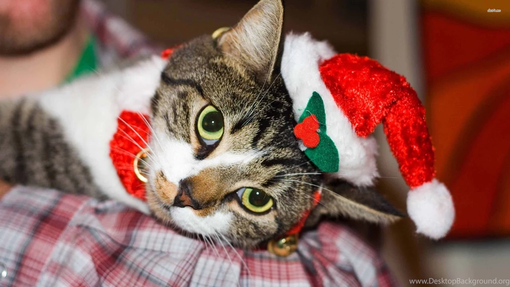 Christmas Cat Wallpapers Animal Wallpapers