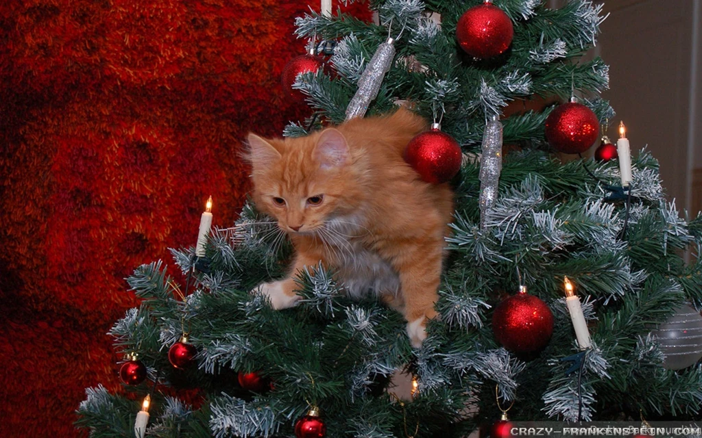 Christmas Cat Wallpapers Crazy Frankenstein