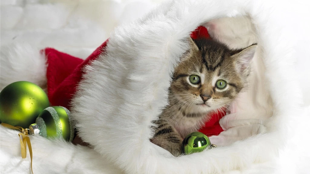 Help A Cat At Christmas