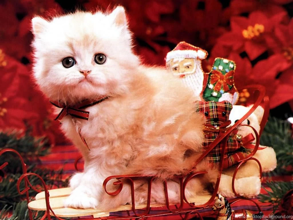 Cat And Christmas Wallpapers HD