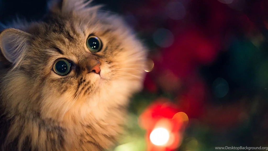 Cats: Christmas Cat Kittens Cats Animals Nature Cute Image Gallery ...